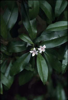 APII jpeg image of Myoporum obscurum  © contact APII