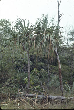 APII jpeg image of Pandanus cookei  © contact APII