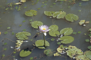 APII jpeg image of Nymphaea gigantea  © contact APII