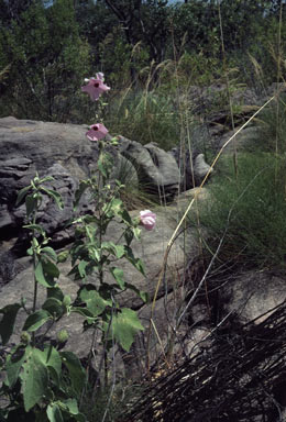 APII jpeg image of Hibiscus symonii  © contact APII