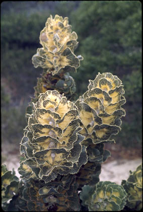 APII jpeg image of Hakea victoria  © contact APII