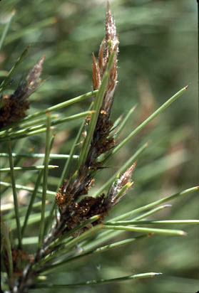 APII jpeg image of Casuarina pinaster  © contact APII