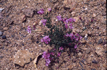 APII jpeg image of Boronia spathulata  © contact APII