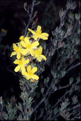 APII jpeg image of Hibbertia enervia  © contact APII