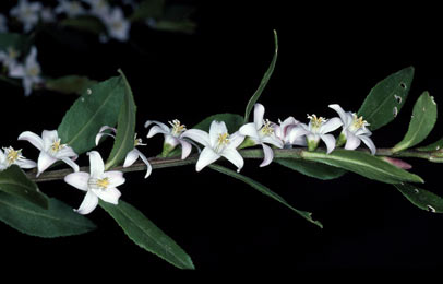 APII jpeg image of Crowea angustifolia var. platyphylla  © contact APII