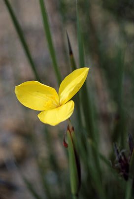 APII jpeg image of Patersonia umbrosa var. xanthina  © contact APII