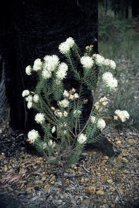 APII jpeg image of Pimelea spectabilis  © contact APII