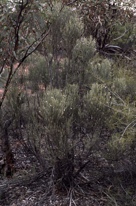 APII jpeg image of Eremophila scoparia  © contact APII