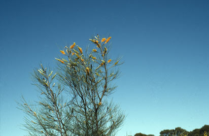 APII jpeg image of Grevillea excelsior  © contact APII