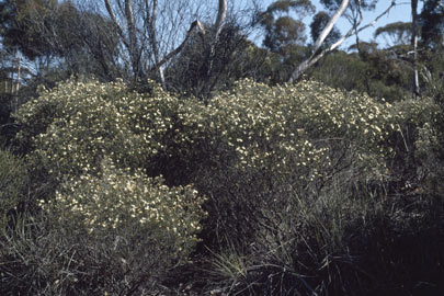 APII jpeg image of Phebalium filifolium  © contact APII