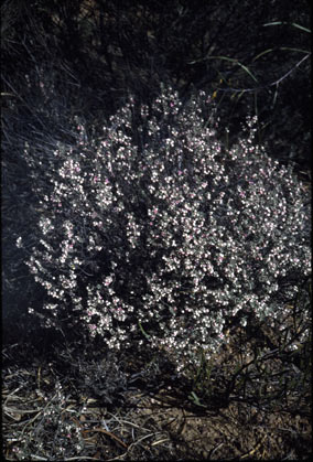 APII jpeg image of Boronia ternata var. ternata  © contact APII