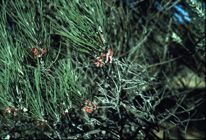 APII jpeg image of Grevillea pityophylla  © contact APII