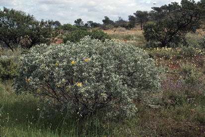 APII jpeg image of Senna artemisioides subsp. x sturtii  © contact APII