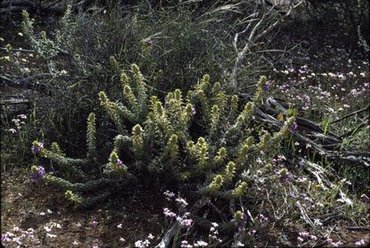 APII jpeg image of Eremophila mackinlayi subsp. spathulata  © contact APII