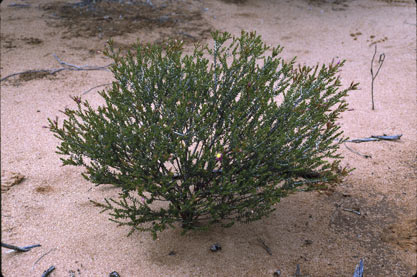 APII jpeg image of Calytrix brevifolia  © contact APII