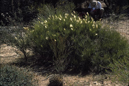 APII jpeg image of Grevillea obliquistigma subsp. obliquistigma - funicularis  © contact APII