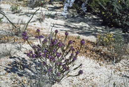 APII jpeg image of Calytrix sapphirina  © contact APII