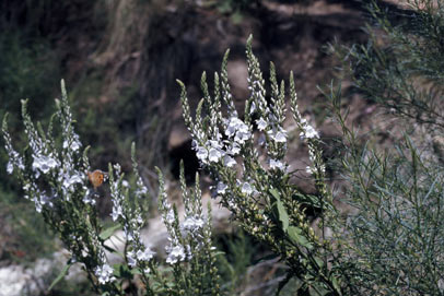 APII jpeg image of Veronica velutina  © contact APII