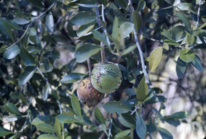 APII jpeg image of Capparis mitchellii  © contact APII