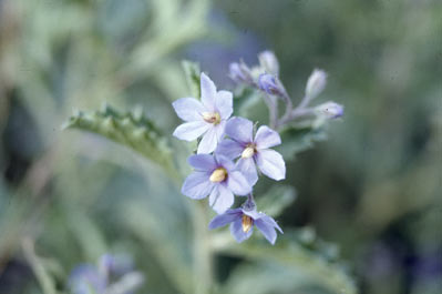 APII jpeg image of Halgania brachyrhyncha  © contact APII