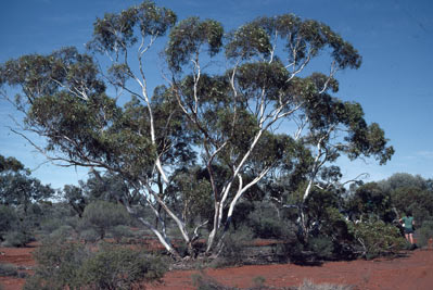 APII jpeg image of Eucalyptus concinna  © contact APII