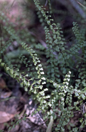 APII jpeg image of Lindsaea linearis  © contact APII