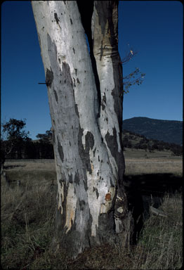 APII jpeg image of Eucalyptus blakelyi  © contact APII