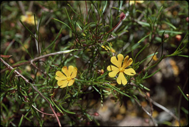 APII jpeg image of Hibbertia stellaris  © contact APII