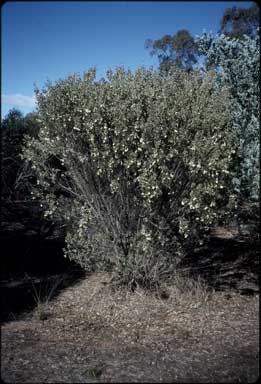 APII jpeg image of Acacia craspedocarpa  © contact APII