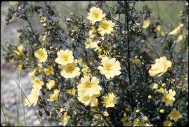 APII jpeg image of Hibbertia hyperocoides  © contact APII