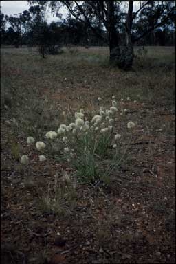 APII jpeg image of Ptilotus macrocephalus  © contact APII