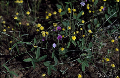 APII jpeg image of Glycine tabacina  © contact APII