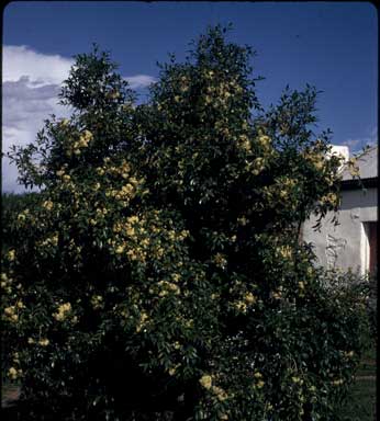 APII jpeg image of Syzygium smithii  © contact APII