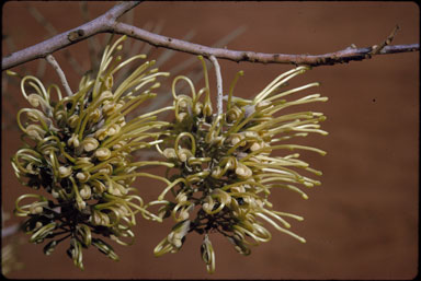 APII jpeg image of Hakea divaricata  © contact APII