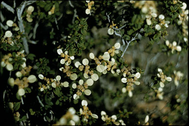 APII jpeg image of Spyridium parvifolium  © contact APII