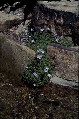 APII jpeg image of Wahlenbergia sp. (Pt Lookout)  © contact APII