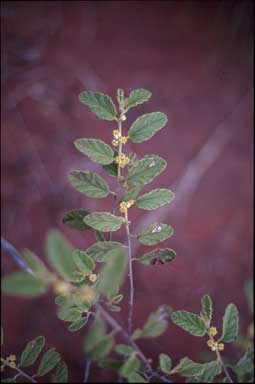 APII jpeg image of Androcalva loxophylla  © contact APII