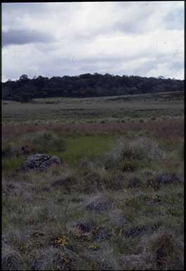 APII jpeg image of Pultenaea fascicularis  © contact APII