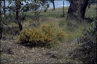 APII jpeg image of Pultenaea prostrata  © contact APII