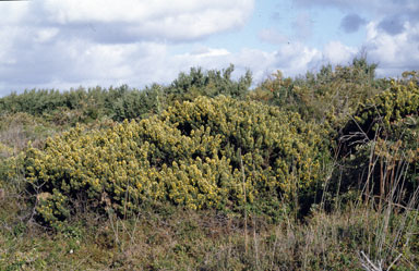 APII jpeg image of Pultenaea tenuifolia  © contact APII