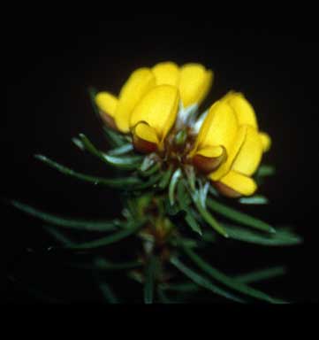 APII jpeg image of Pultenaea whiteana  © contact APII