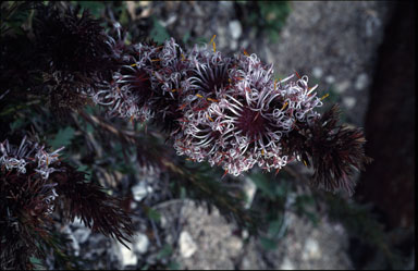 APII jpeg image of Isopogon asper  © contact APII