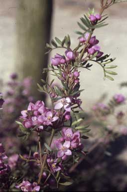 APII jpeg image of Boronia latipinna  © contact APII