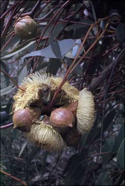 APII jpeg image of Eucalyptus pyriformis  © contact APII