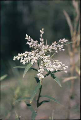 APII jpeg image of Leucopogon affinis  © contact APII