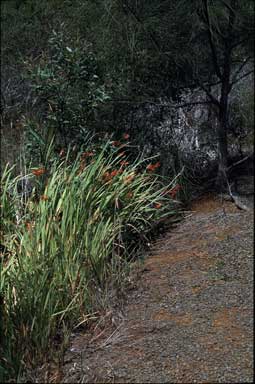 APII jpeg image of Crocosmia crocosmiiflora  © contact APII