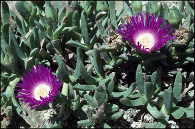 APII jpeg image of Carpobrotus rossii  © contact APII