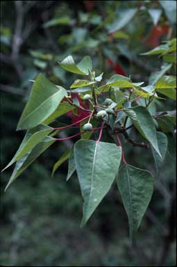 APII jpeg image of Homalanthus nutans  © contact APII