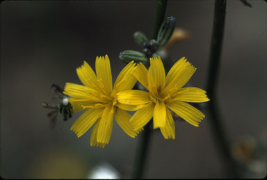 APII jpeg image of Chondrilla juncea  © contact APII