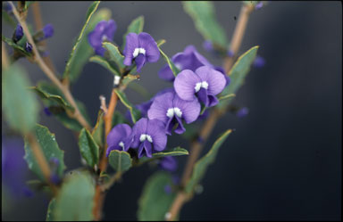 APII jpeg image of Hovea chorizemifolia  © contact APII